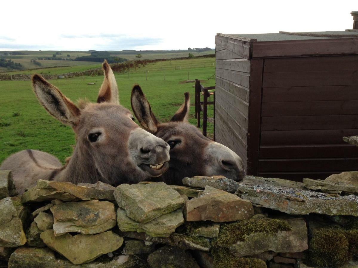 The Buteland Stop Rosie Off Grid Shepherds Hut Bellingham Bagian luar foto